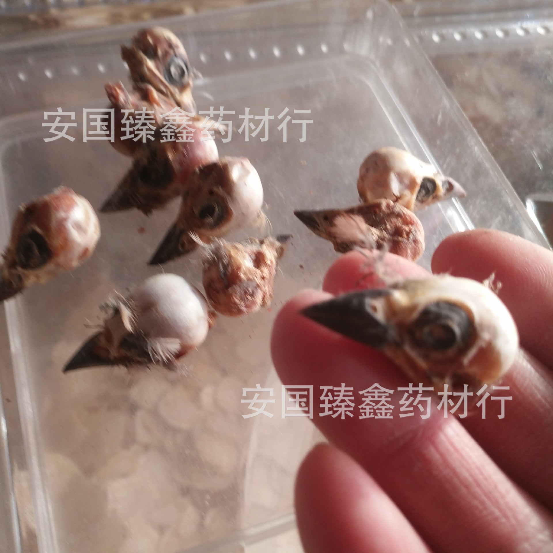中药材雀脑 雀头 麻雀脑 麻雀头 去毛选货另有不去毛的