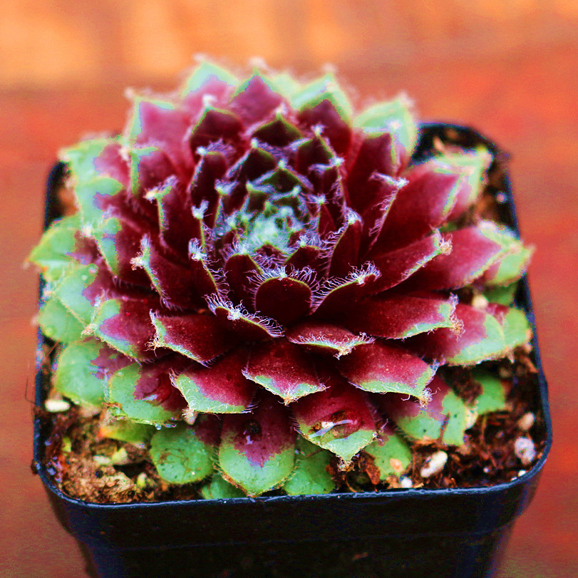 大红卷娟 多肉植物盆栽毛卷娟奇趣办公室迷你盆栽绿植