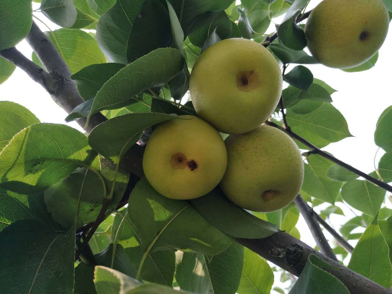 新鲜水果 河北皇冠梨8个(5斤)/箱绿色雪花梨无农药无化肥不打蜡