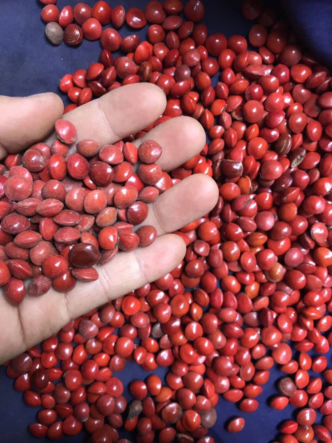 相思红豆,相思豆 ,血菩提原籽原料红豆菩提红豆批发红豆菩提子