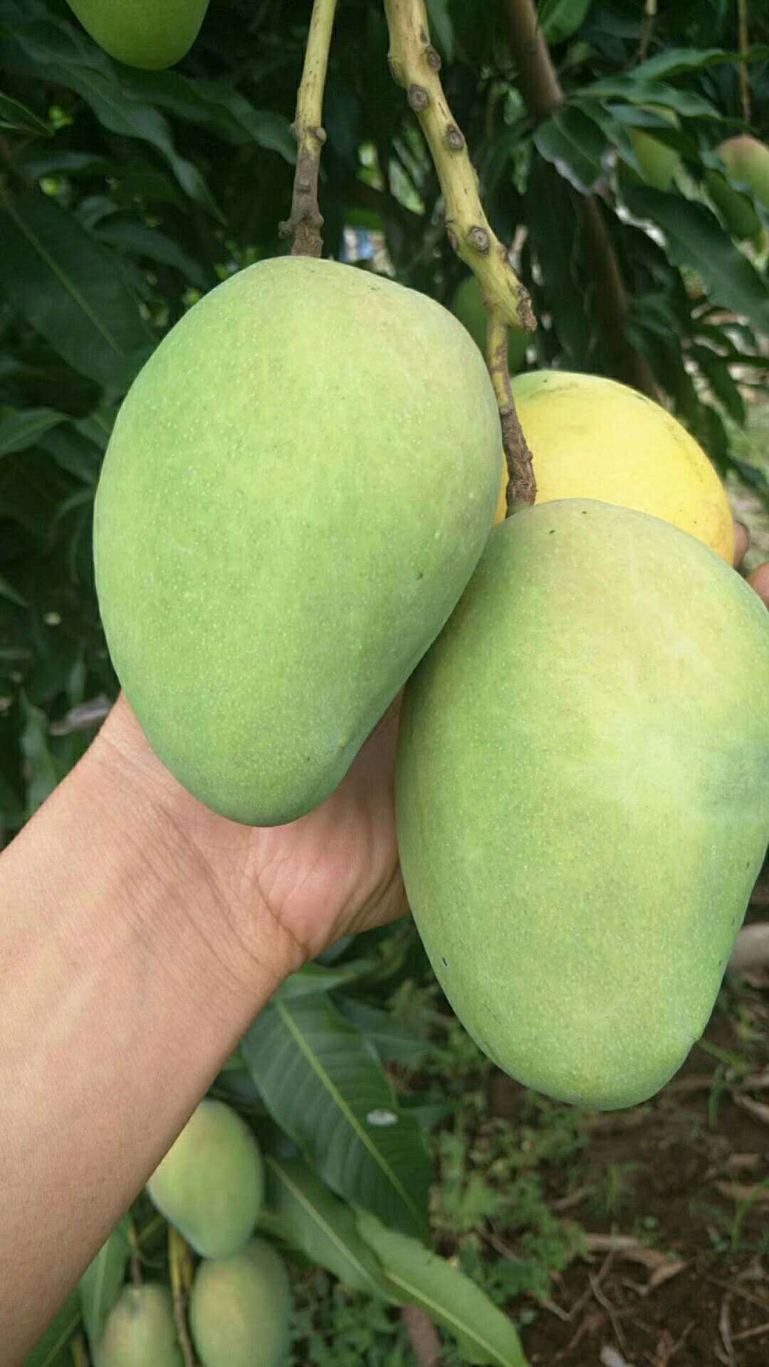 【大台芒上市】试吃价2斤9.9元包邮,果子在半斤左右,发货单果重