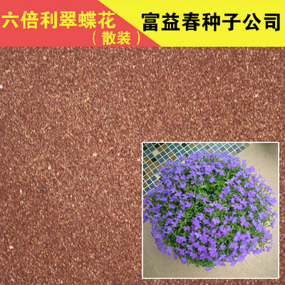 六倍利花种子 盆栽垂吊半边莲 翠蝶花种子蓝色 阳台吊兰花籽