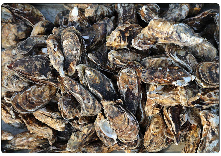 【顺丰空运5斤装】烟台乳山生蚝 海鲜牡蛎鲜活海产威海特产海蛎子