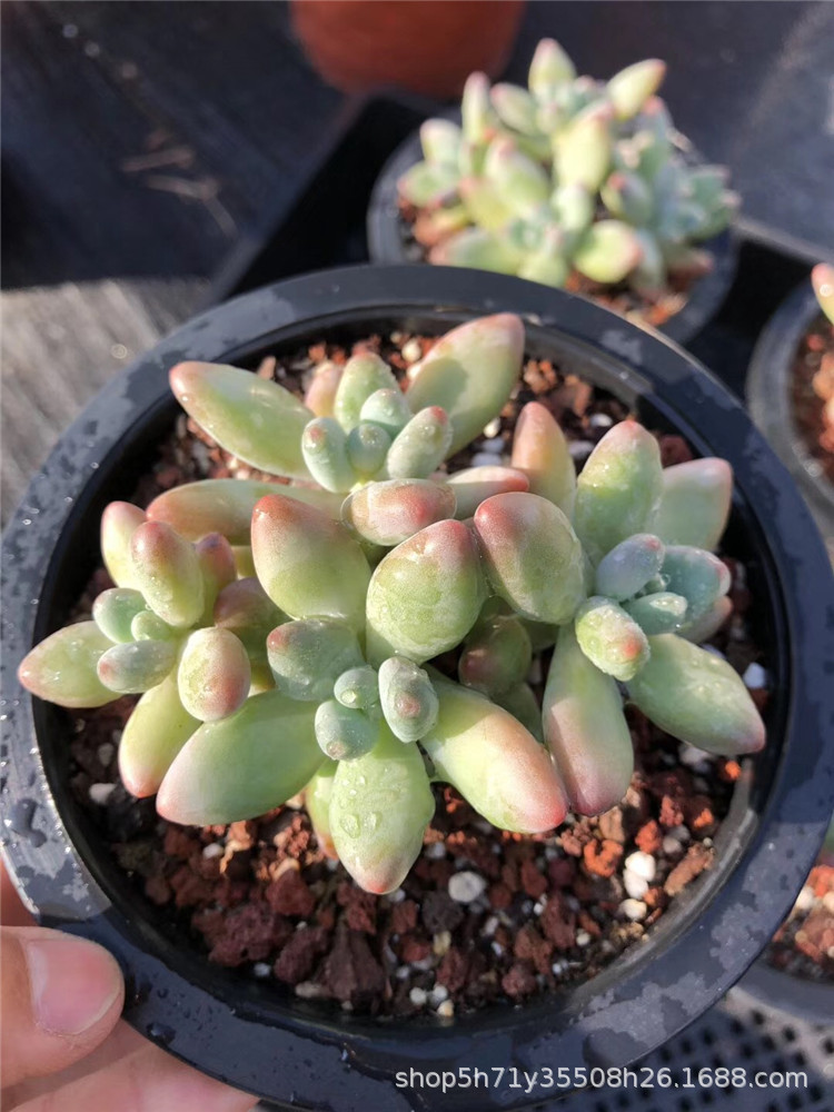 896进口多肉植物大棚批发 正版苹果奶4头起多肉品种限量