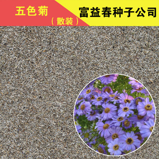 阳台庭院种植花种 散装五色菊种子混色 雁河菊种子景观花种子