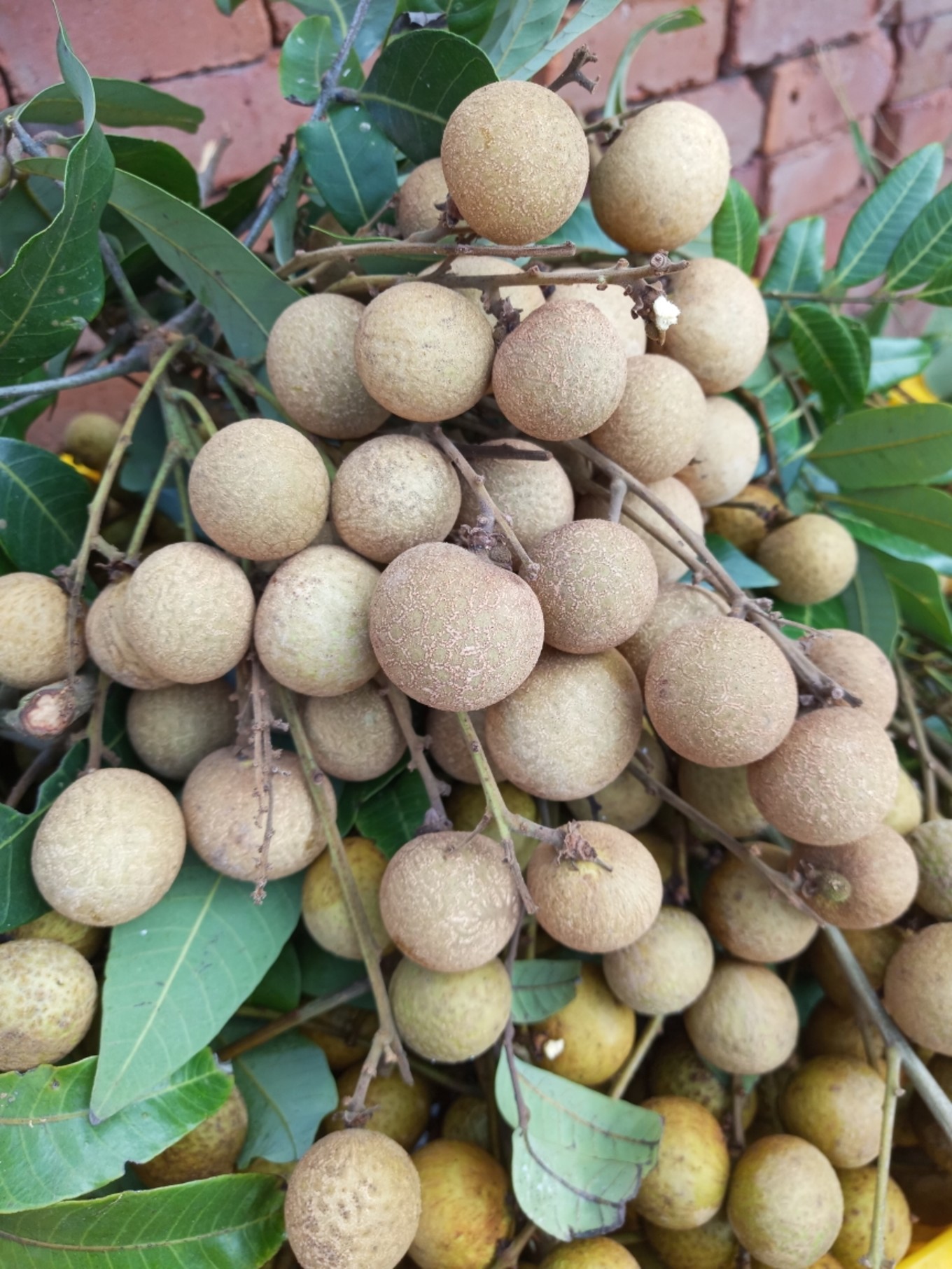 荔枝渐远,龙眼可摘,在茂名的周末一日游