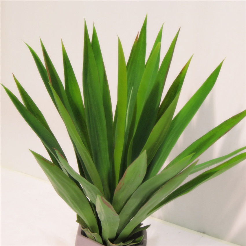 大剑麻 盆栽盆景沙漠热带多肉植物装饰植物绿植
