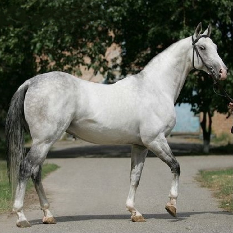 纯进口阿拉伯跑马 纯白色马匹繁殖出售 菊花青马匹价格-阿里巴巴