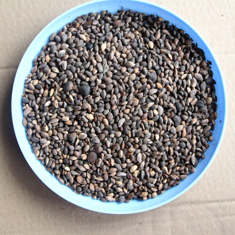 松树种子黑松油松迎客松马尾松白皮松樟子松五针松华山松雪松种子