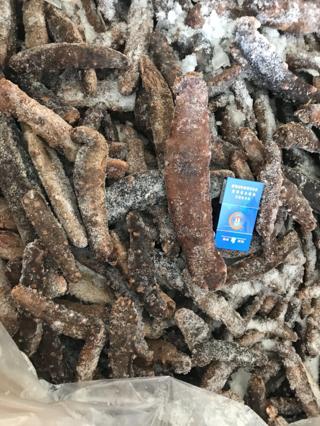 北极海参 进口货源加拿大北极刺参 野生北极海参
