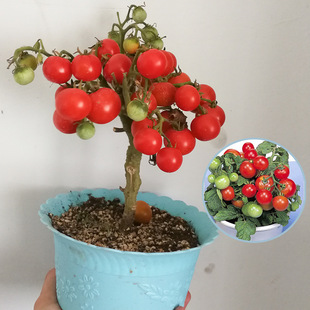 矮生盆栽樱桃小番茄蔬菜圣女果西红柿苗阳台四季种子蔬菜包邮