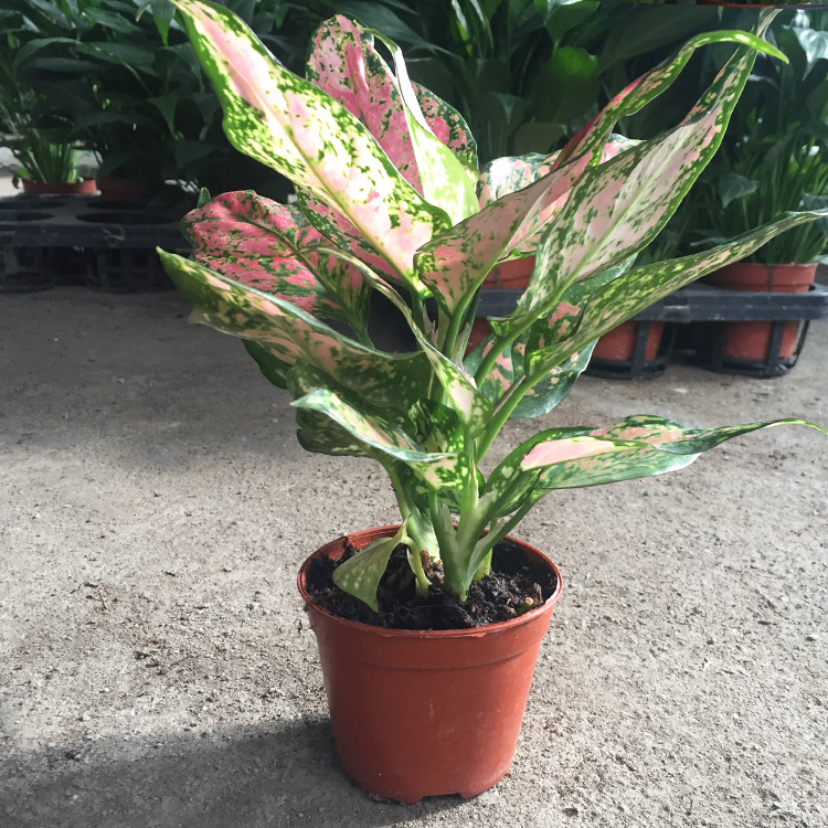 【基地直销】如意90小盆栽特色粗肋草室内高档花卉观赏绿植去甲醛