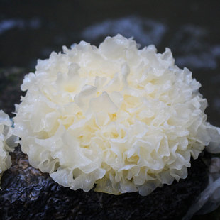 产地直发新鲜银耳高山鲜活特产白银耳6朵装非木耳干货健康食品