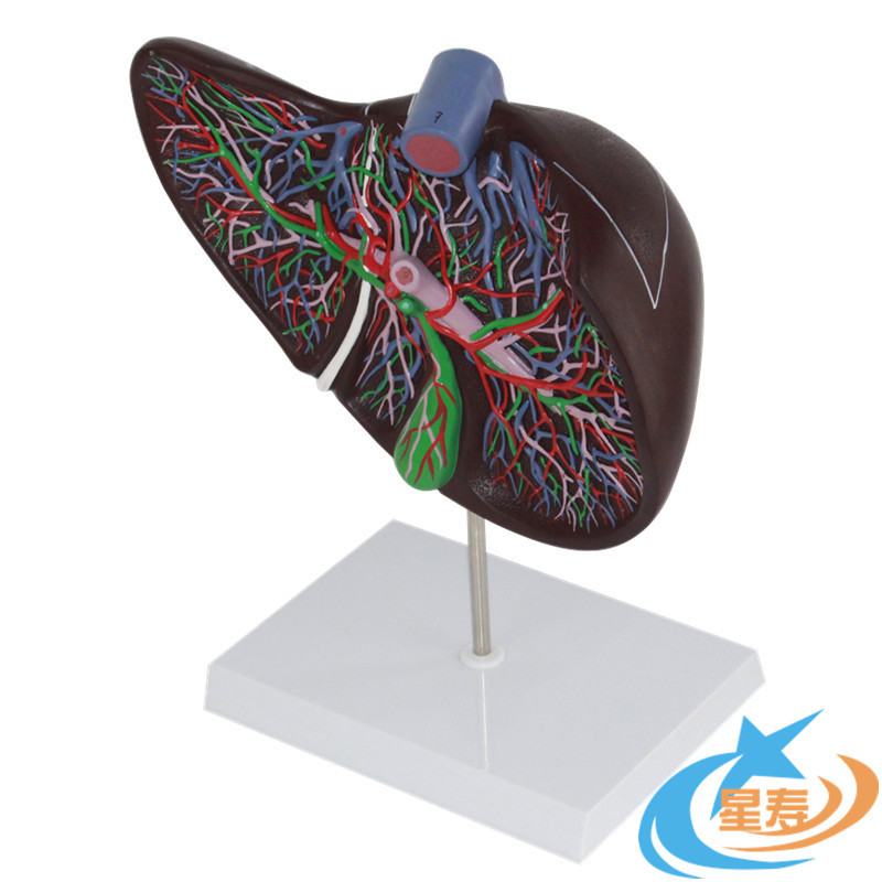 星寿品牌人体肝脏模型豪华肝模型胆囊模型胆管医用消化科专用