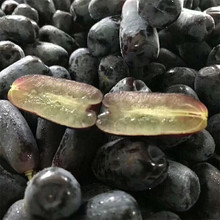 甜蜜蓝宝石葡萄苗 新品种长粒葡萄品种 无核脆甜 品种好正
