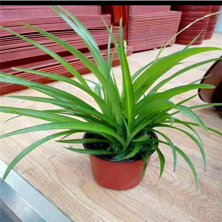 金鱼吊兰,青叶吊兰植物品种吊兰干湿习性中性光照习性喜荫货号柳叶