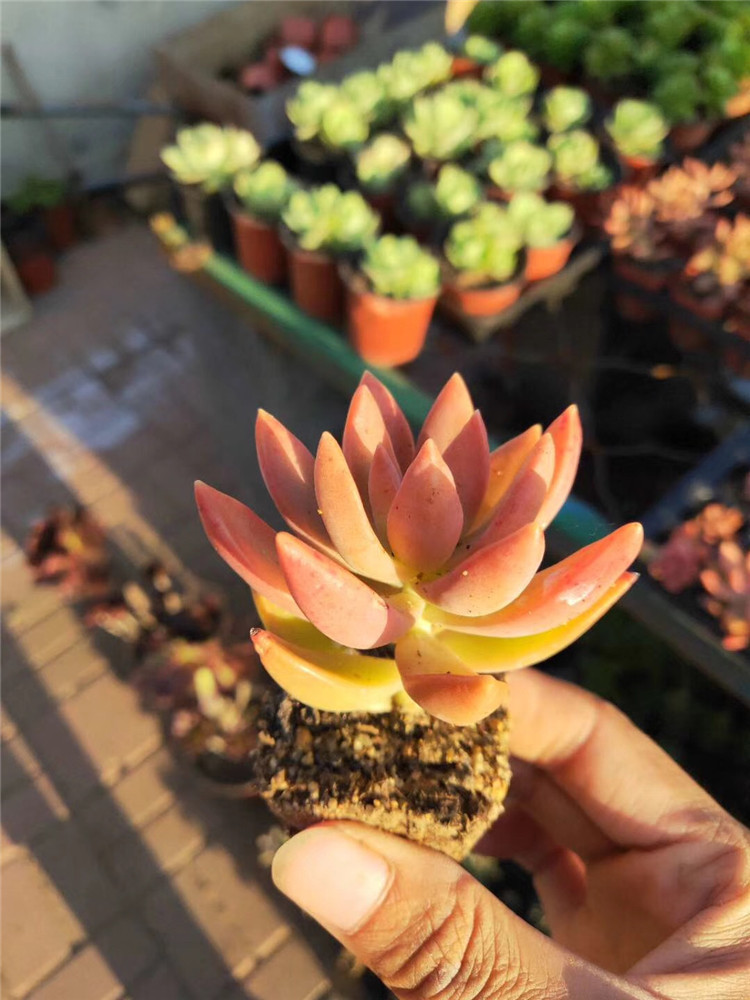 036大棚多肉植物盆栽批发果冻布丁单头45公分裸根发多肉品种