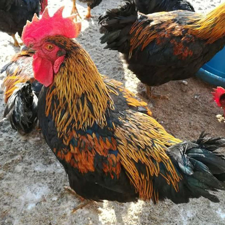 黑鸡苗 快大肉鸡苗 麻鸡苗 三黄鸡苗土鸡苗乌鸡苗珍珠鸡苗活体批发