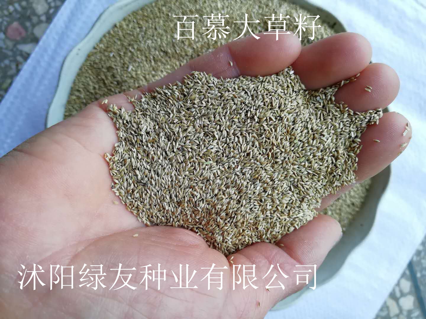 草皮草籽批发: 马尼拉 狗牙根 天堂草 巴根草 铁线草等