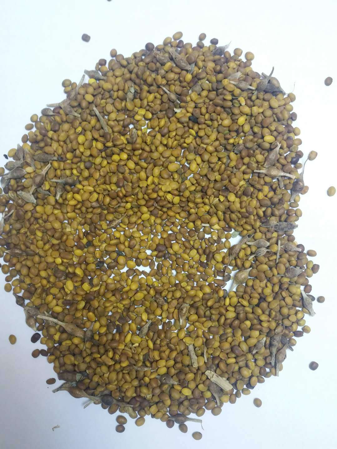 新疆优质苦豆子