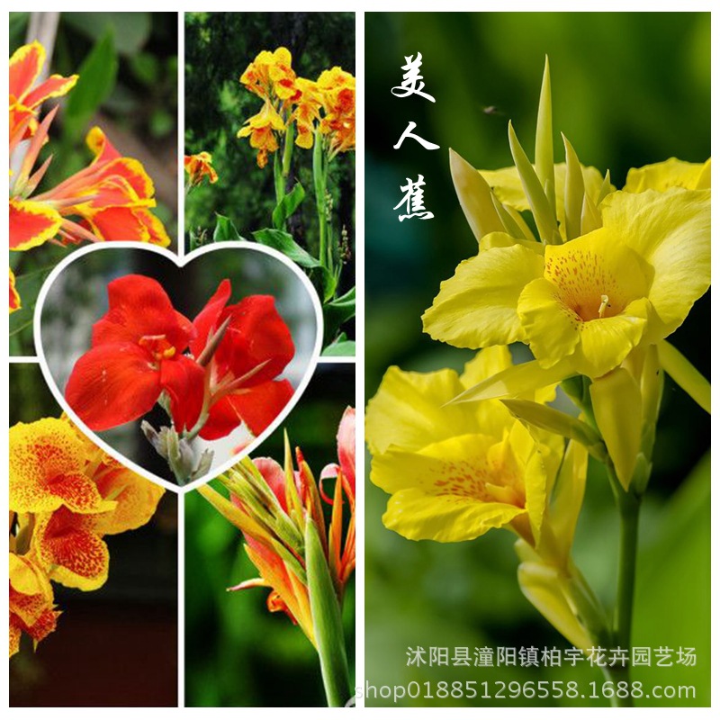 美人蕉苗树苗 水生植物 黄花美人蕉 红花美人蕉 美人蕉种根 耐寒