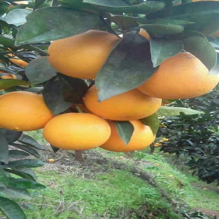 天草柑-桔橙色泽艳丽 肉质细嫩 口感甘甜 产地直发