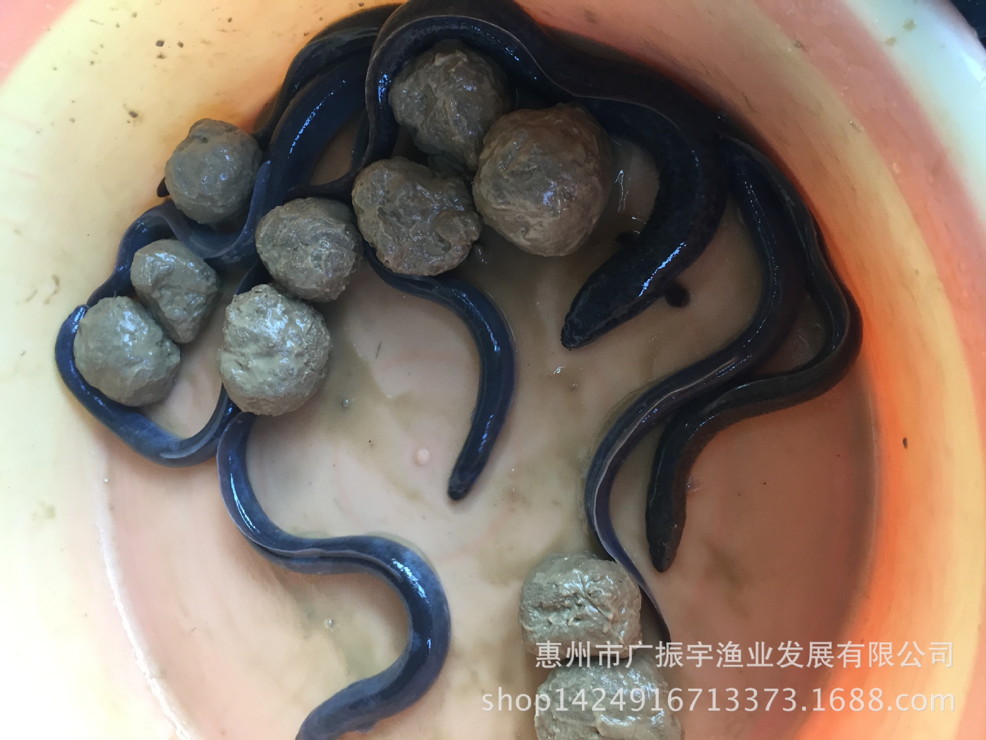 鳗鱼鱼苗 花鳗鱼苗 日本鳗鱼 花锦鳗 大量供应