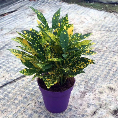 植物小盆栽_观叶植物小盆栽 星点木 净化空气绿植(a90)洒金 - 阿里巴