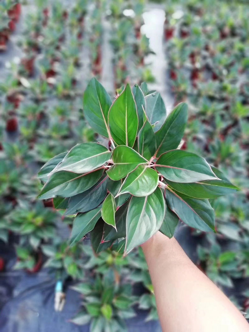 【基地直销】观叶植物花卉小盆栽 吸甲醛净化空气140#蓝宝石