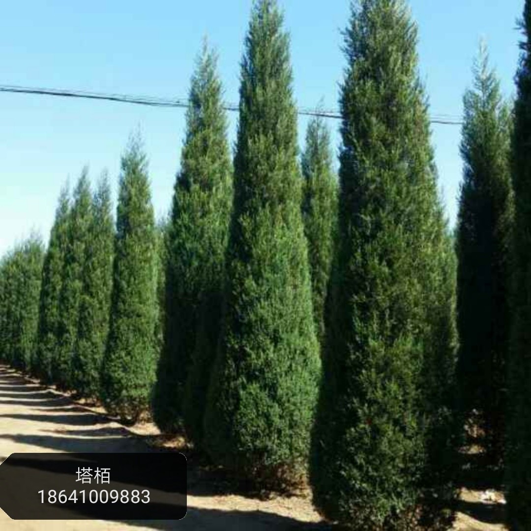 东北耐寒刺柏 圆柏 桧柏树价格 塔柏 塔柏树3--6米丹东桧柏树批发