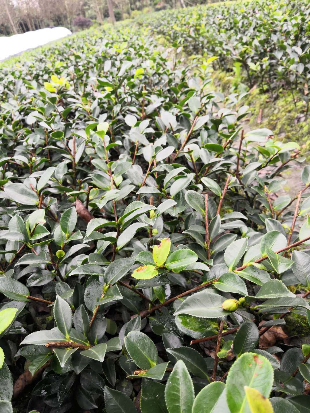 出售各种规格茶梅幼苗毛球工程绿化小灌木花卉耐寒植物