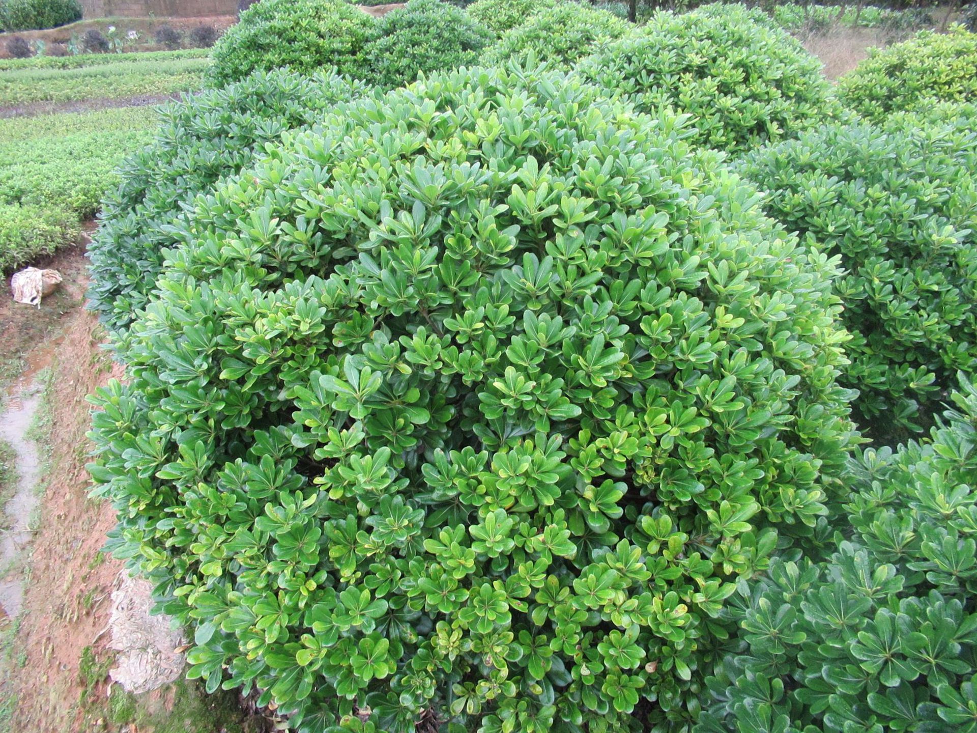 批发优质园林绿化苗海桐 海棠小苗 海棠球 规格齐全量大优惠