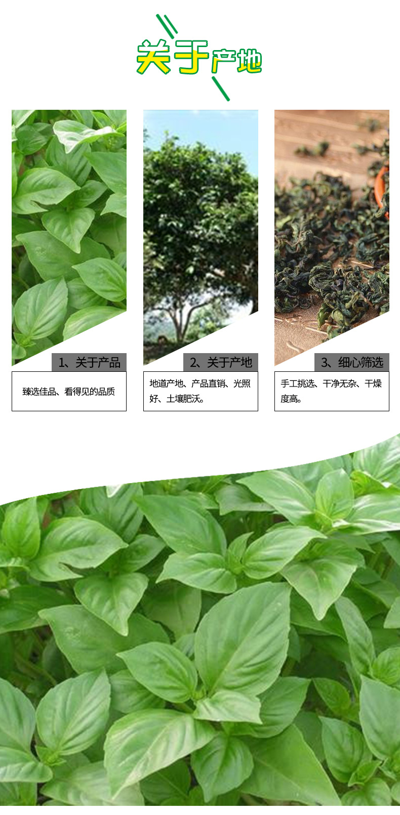 初悟 丁香茶 长白山野生丁香茶正宗丁香叶500克 量大从优一手货源