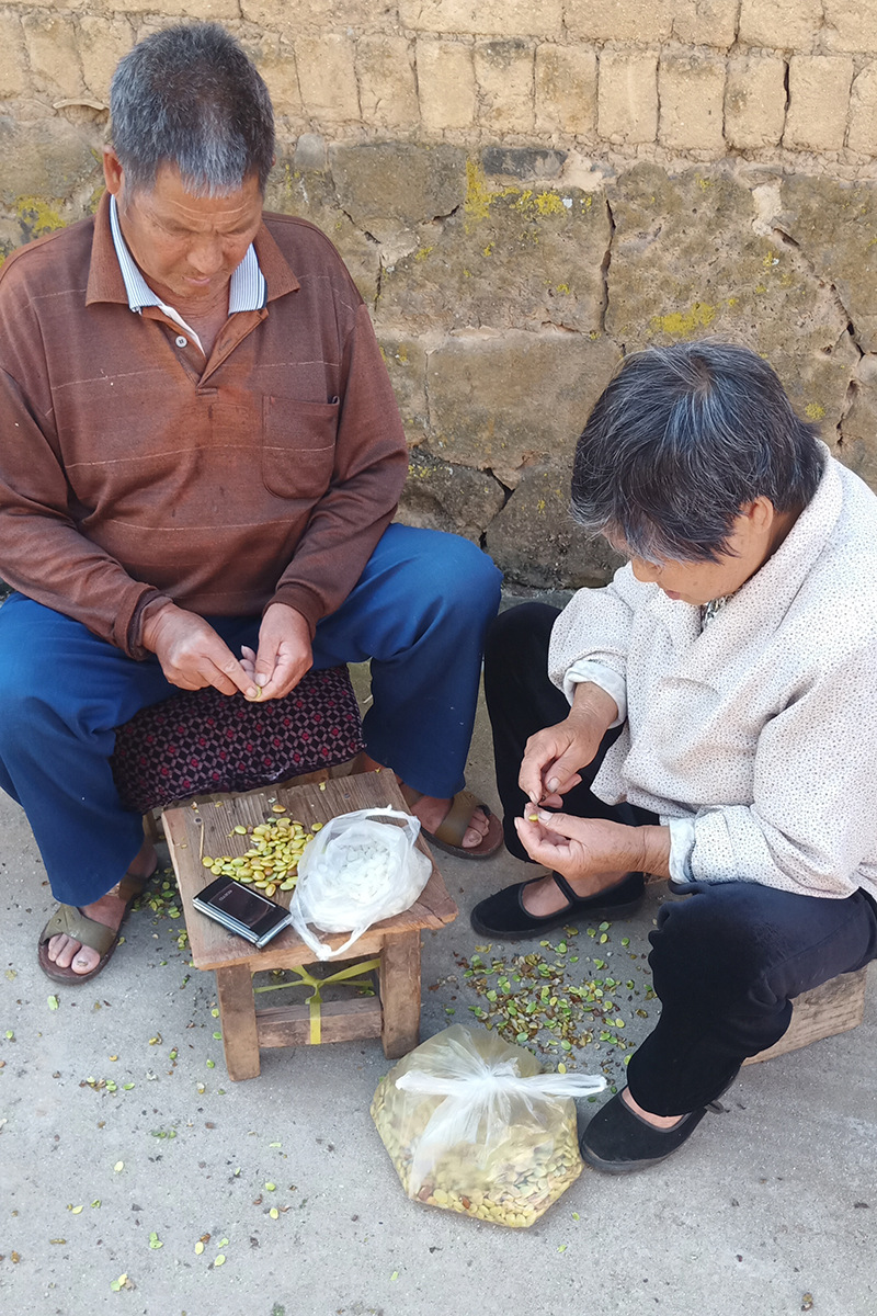 大街小巷,边走边聊天,同时还手动剥皂角米在家的老人小孩基本上都是人