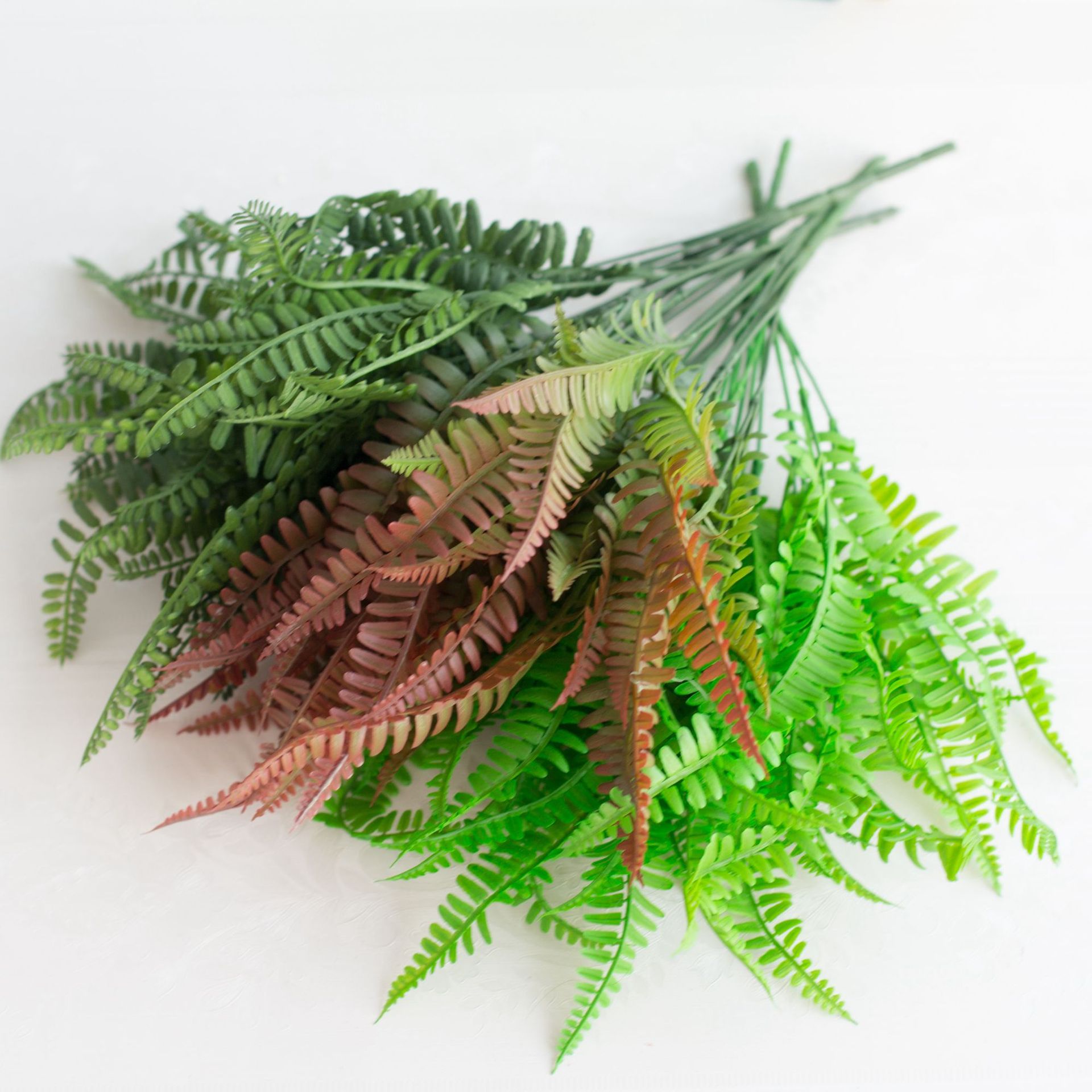 喷色波斯草 排草蕨草室内盆栽 波斯草绿草植物墙配材