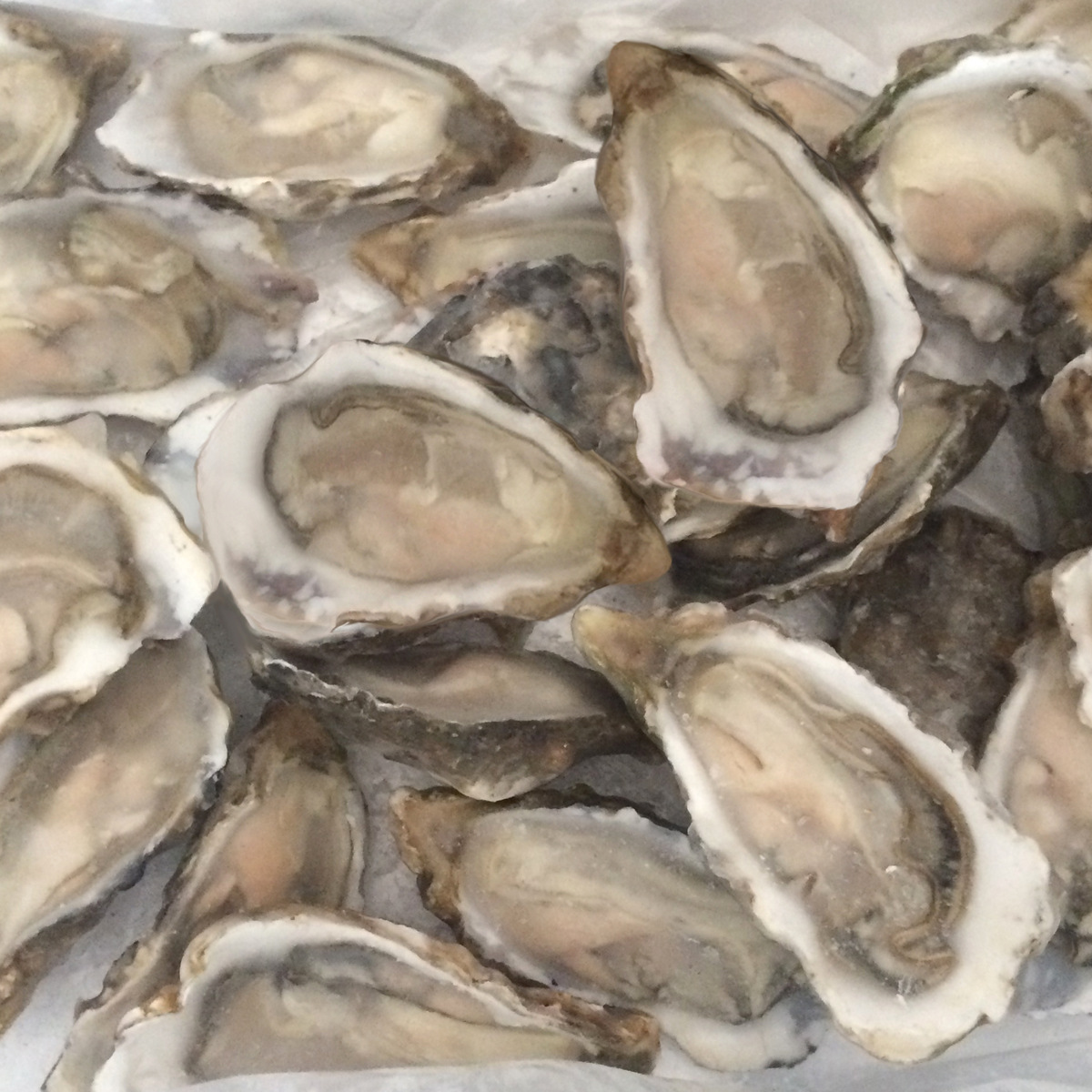 乳山生蚝冷冻半壳牡蛎海鲜水产海蛎子贝类海鲜食材批发120只