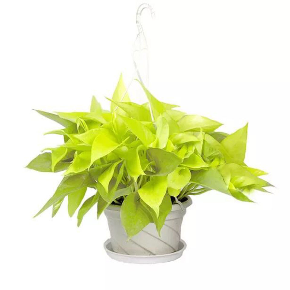 a180#稀有黄金葛绿萝 室内吸甲醛净化空气植物小盆栽花卉批发