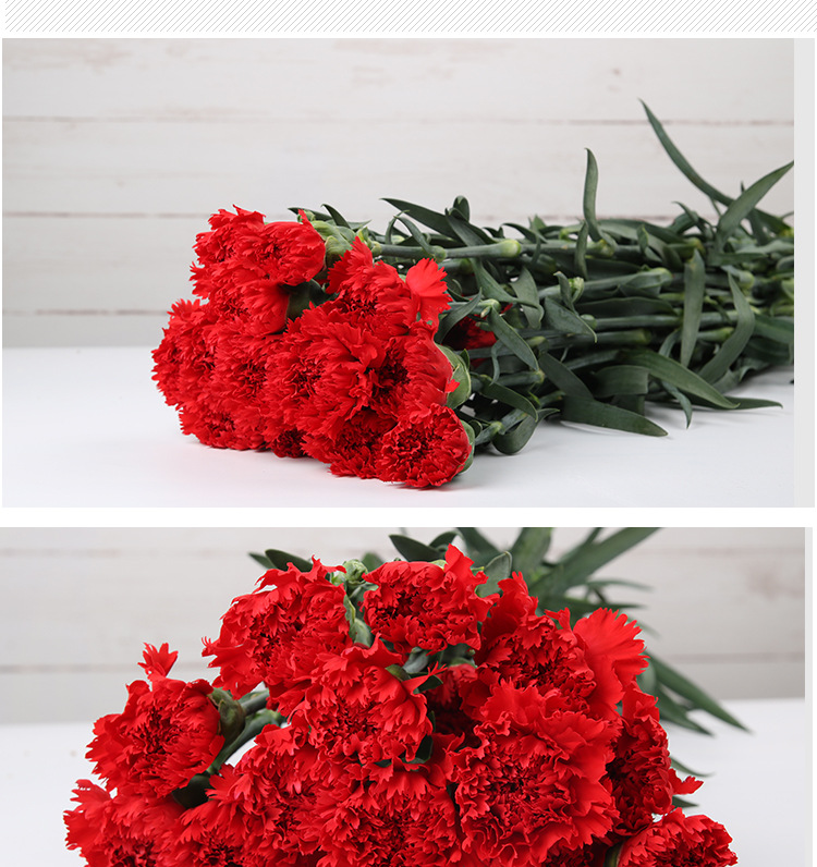 节日鲜花 感恩教师节红色康乃馨 扎卖鲜切花批发 鲜花基地直供