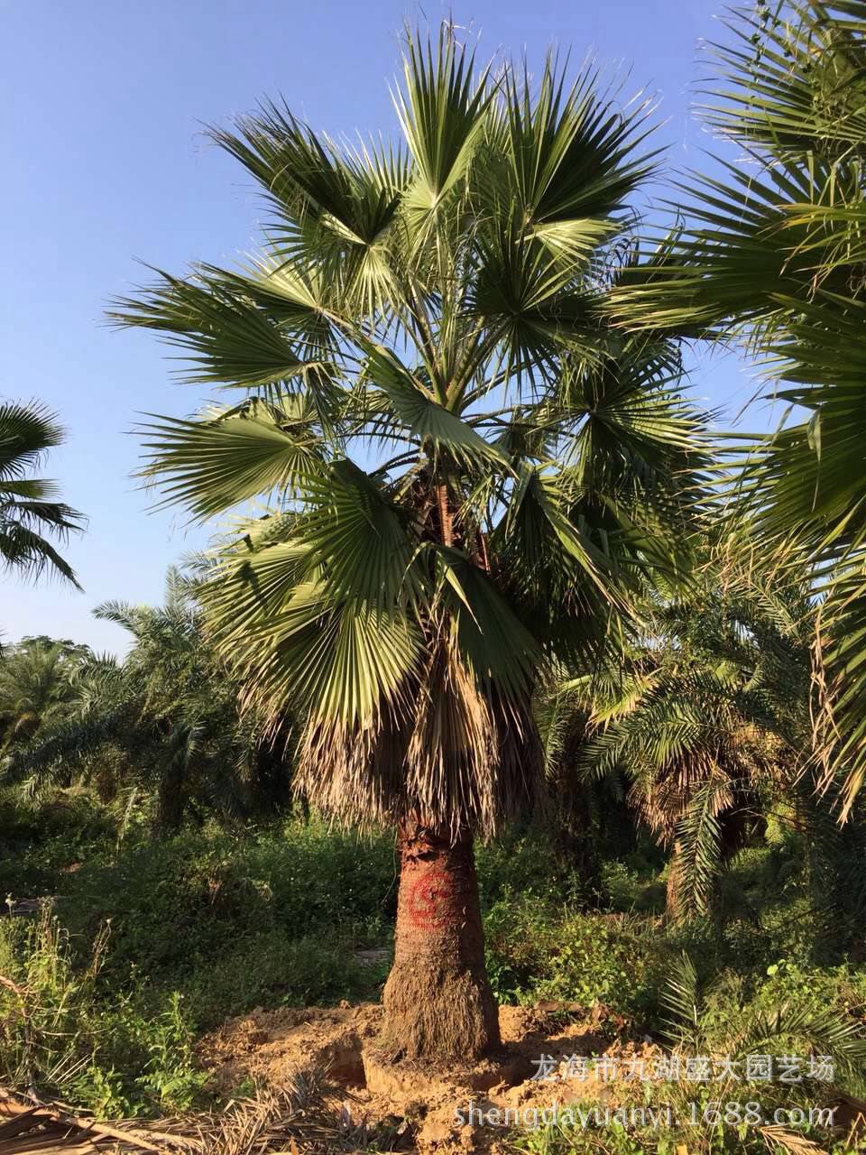 福建华棕价格 华盛顿棕榈 华盛顿葵老人葵 老人葵价格 老人葵批发