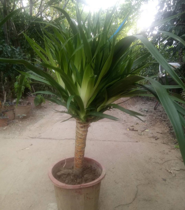 龙须树多头龙血树铁树苗盆栽大型客厅室内四季常青绿植物花卉盆景