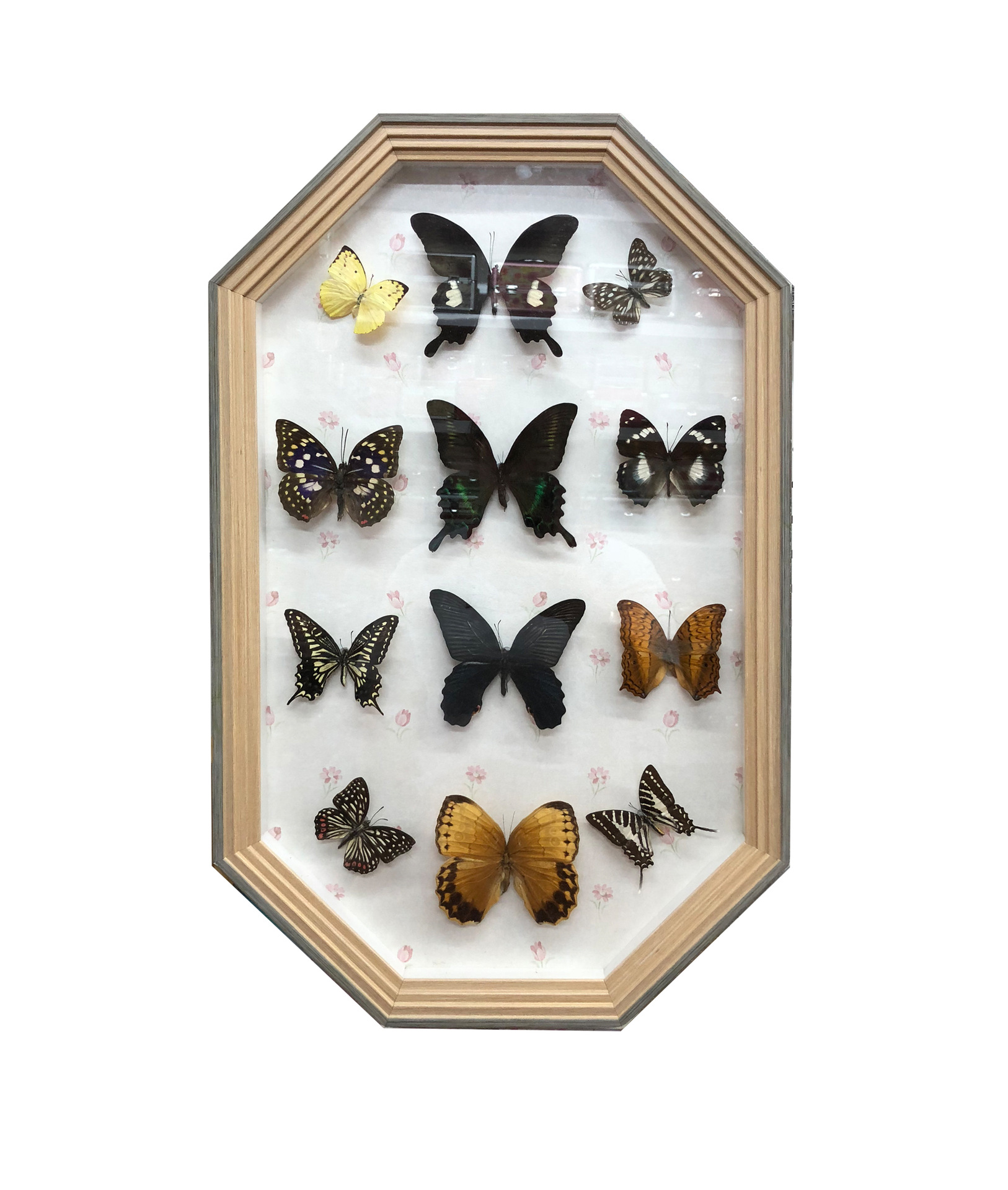 家居装饰挂件 八边形相框 蝴蝶标本 蝴蝶标本相框 蝴蝶工艺品