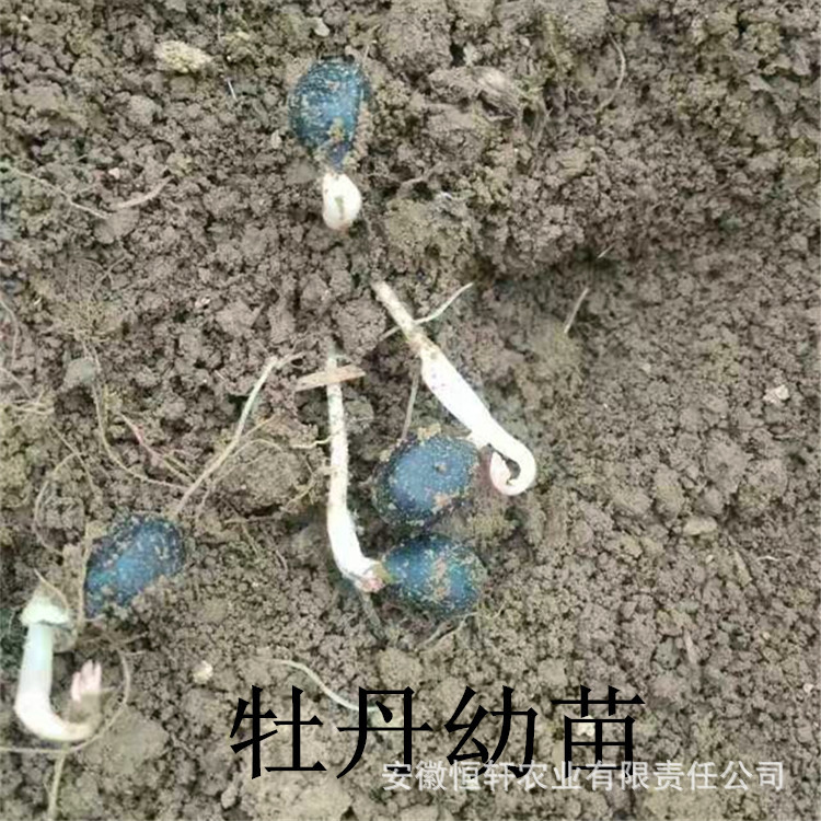 榨油牡丹种子鲜牡丹籽牡丹苗药材种苗花卉种子绿植种子牡丹花种子