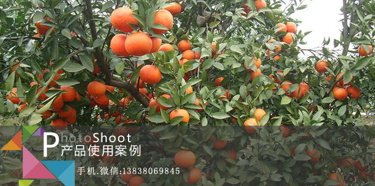 柑橘种植益生菌案例2