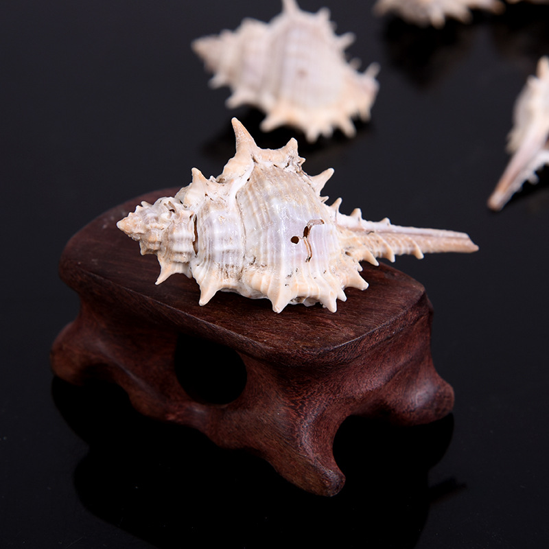 扁刺螺刺猬螺边孔刺螺微景观鱼缸装饰工艺配件贝壳海螺饰品配件
