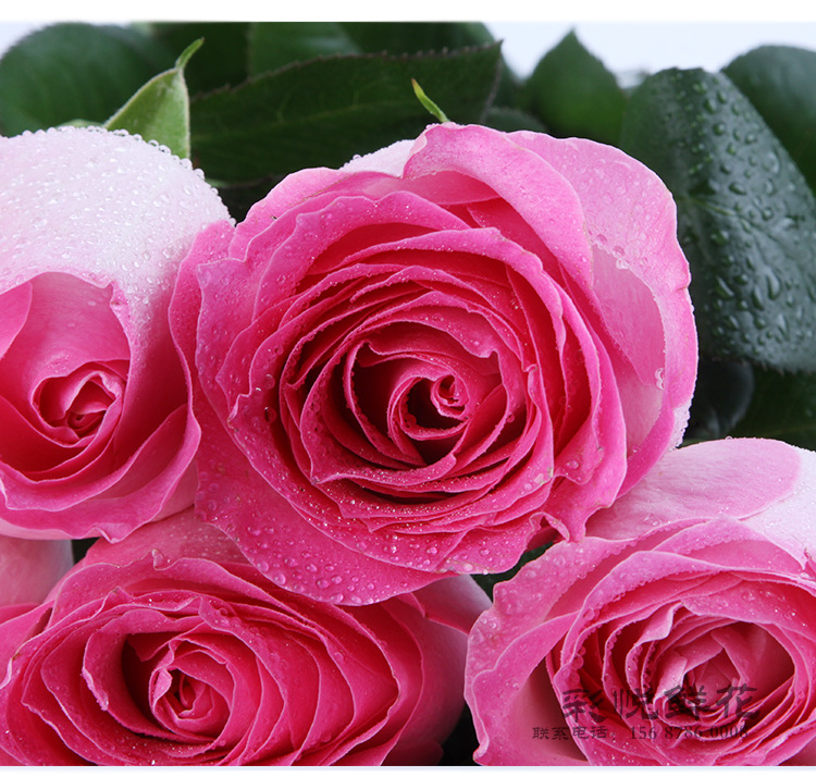 厂家鲜花室内外装饰插花桃红雪山玫瑰花婚庆花店送礼玫瑰花