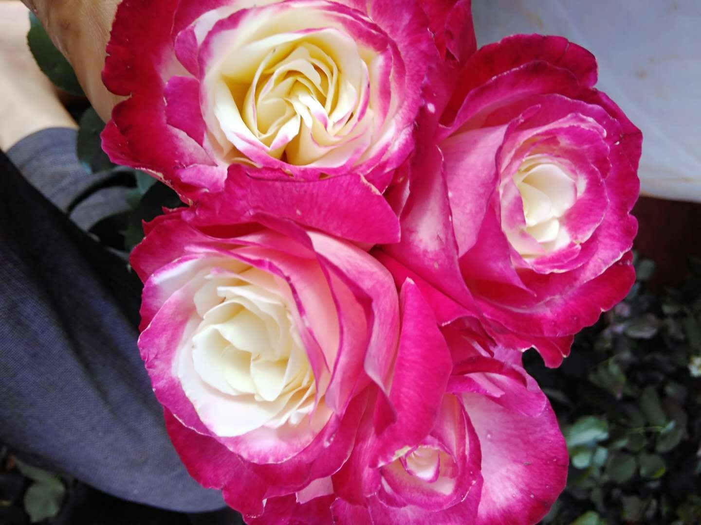 基地供应红双喜玫瑰月季花苗鲜切玫瑰花苗重瓣分株玫瑰月季花种苗