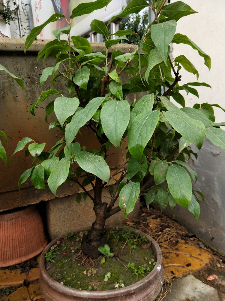 腊梅腊梅树苗 腊梅盆景 素心腊梅 盆栽嫁接腊梅花冬季开花植物