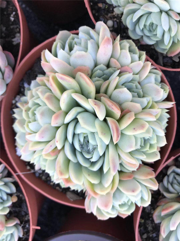 125阳台多肉植物大棚批发 状态小叶冰梅手捧花13公分左右多肉品种