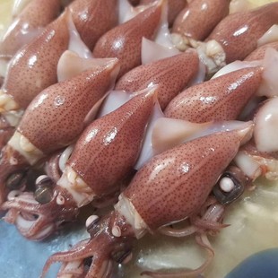 鱿鱼 荧光萤鱿 樱花煮 樱花煮