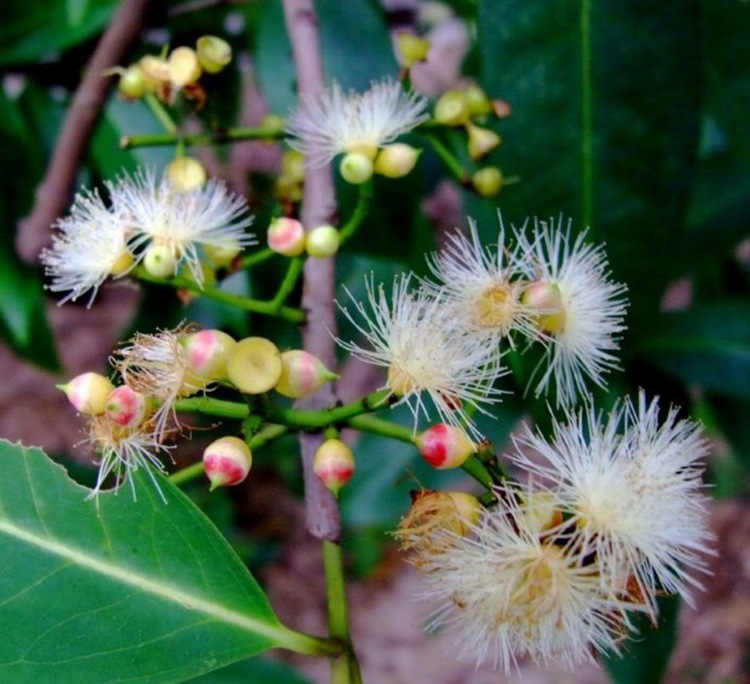 水翁水翁花 种子 花草茶 水红花籽 菜籽发芽率高基地发货